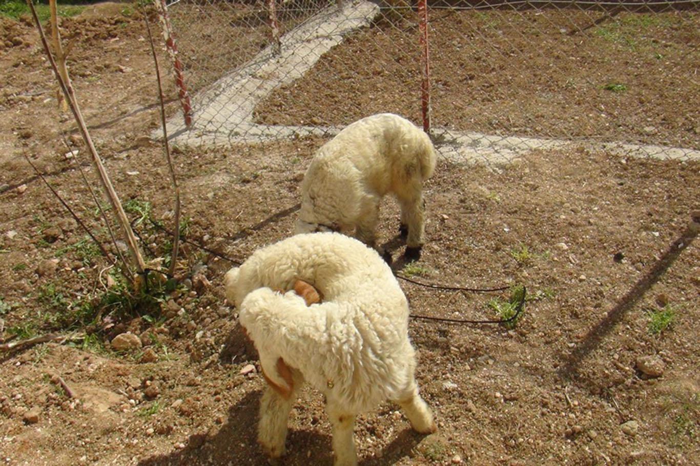 Anaokuluna hayvan kümesi yapıldı Anaokuluna hayvan kümesi yapıldı